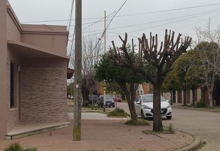 Poda y extracción de árboles: evitar multas