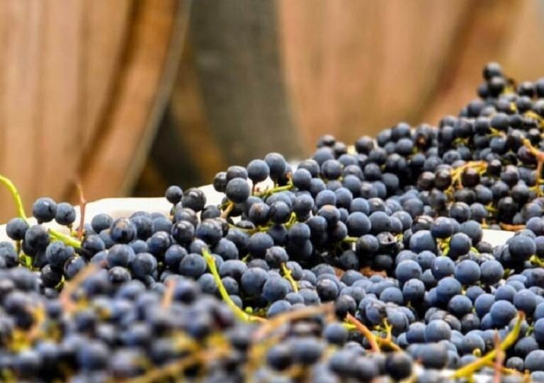 Viñedos bonaerenses: brindando por lo inesperado
