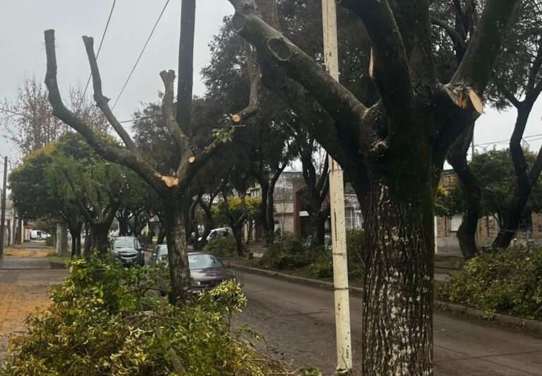 Aplican multas ante la poda destructiva