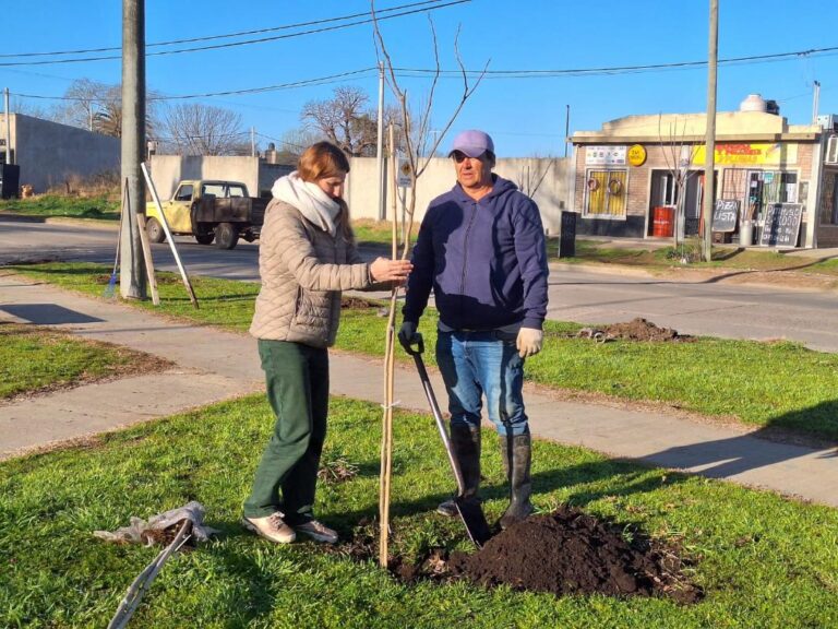 Continúa la colocación de árboles en la Ciudad