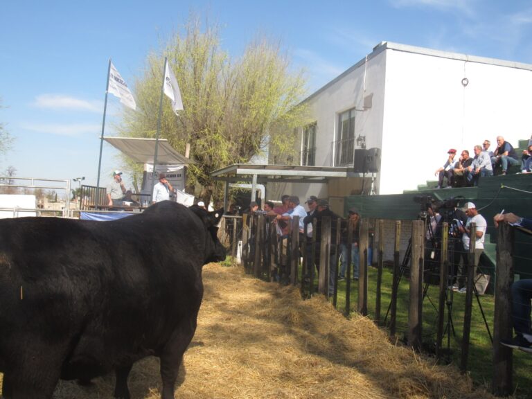 Está confirmado el 20mo Remate de «La Cassina», este jueves en la Rural de 9 de Julio