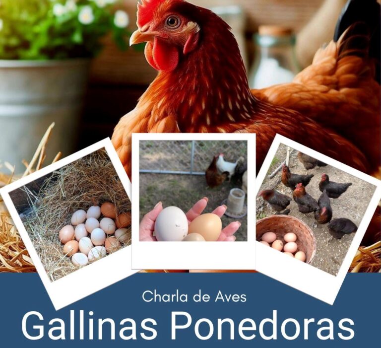 Este jueves: charla abierta sobre gallinas ponedoras