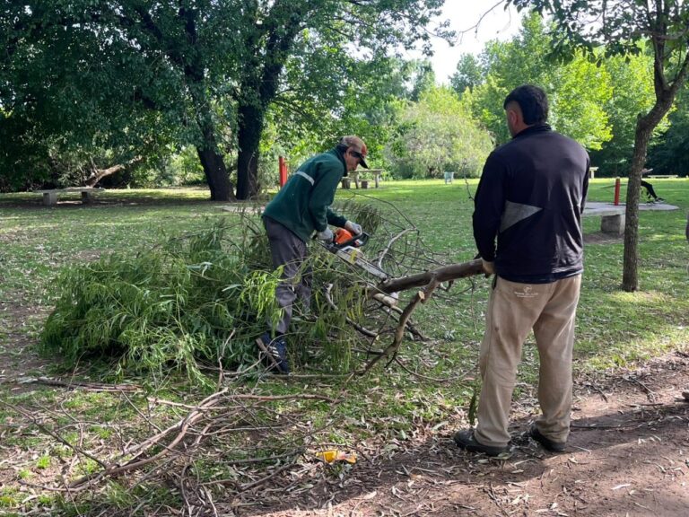 Tras la tormenta, trabajos intensos en el Parque: precaución con árboles inestables