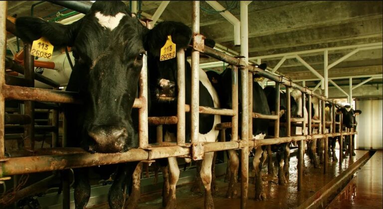 Tambos: en 2025 creció 8% la producción bonaerense