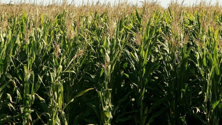 Chicharrita del maíz: cómo reducir el riesgo del achaparramiento