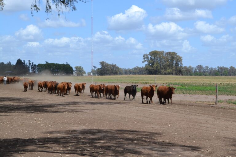 Trazabilidad Electrónica Bovina: hoy es la charla en la Sociedad Rural de 9 de Julio
