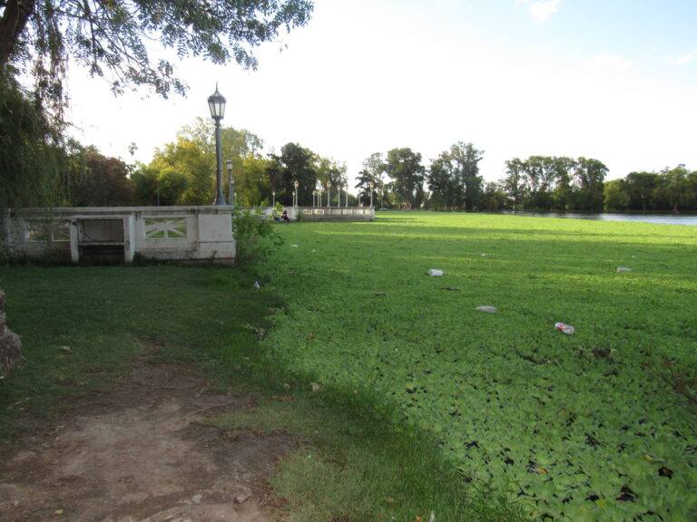 Plantas acuáticas cubren la laguna del Parque