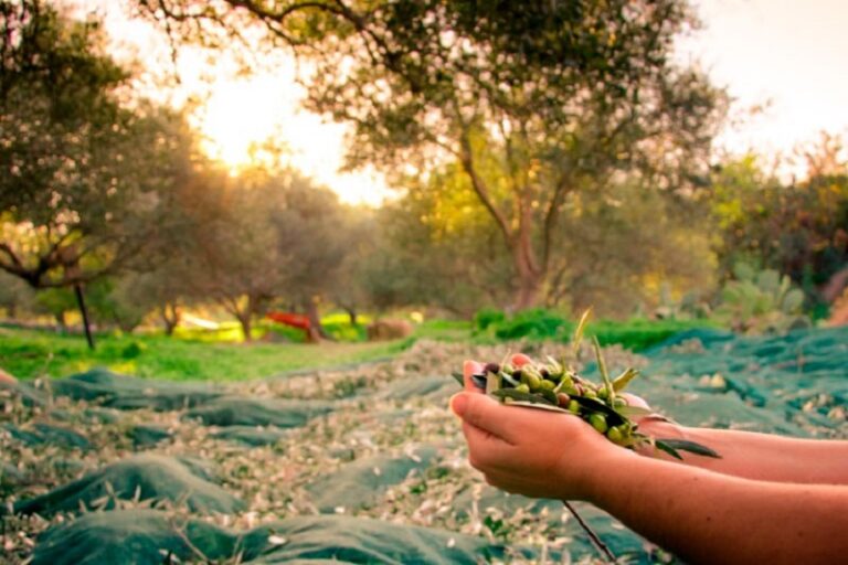 Olivares: cultivo de aceite virgen extra en la provincia de Buenos Aires