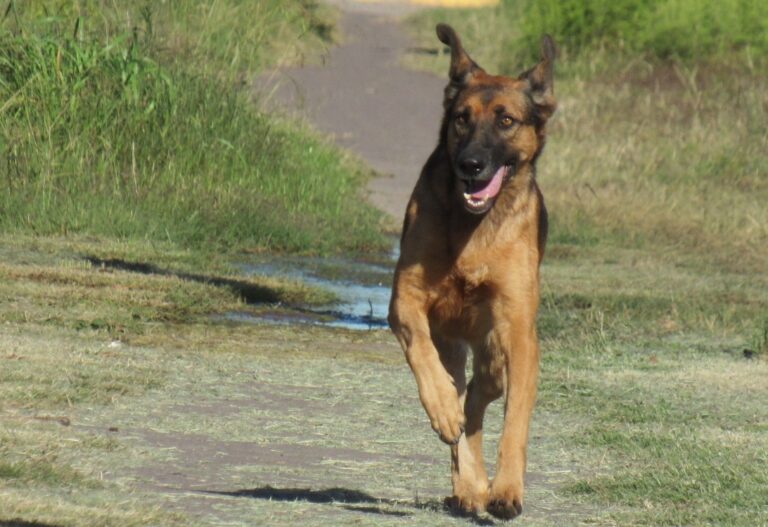 Día del Animal: compromiso ético y el desafío de una convivencia basada en derechos