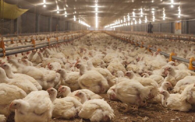 Prevención contra la influenza aviar en granjas comerciales