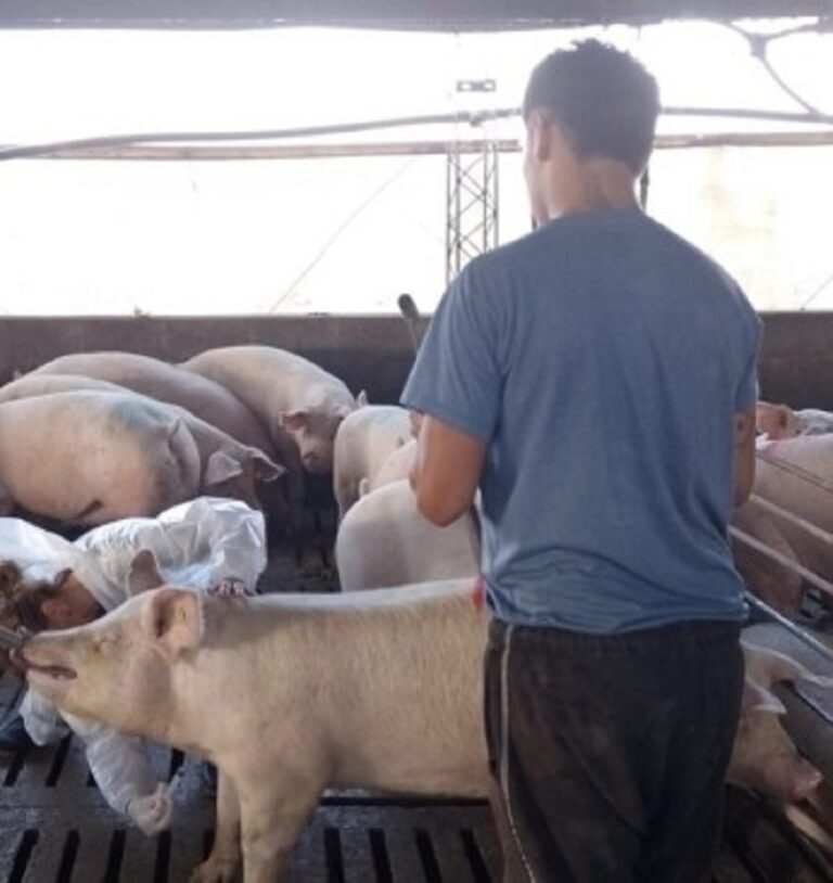 Vigilancia epidemiológica de SENASA en predios porcinos bonaerenses