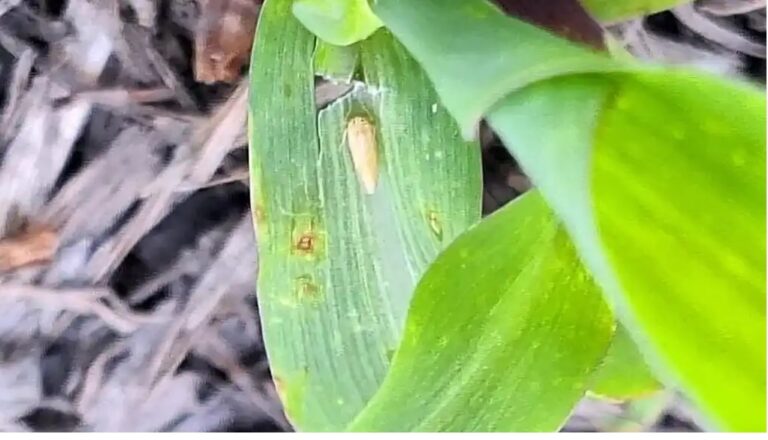 “Presencia amplia”: la chicharrita del maíz no se achica con el frío y se encienden las alarmas
