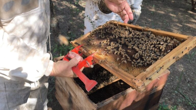 La red de vigilancia apícola activa fortalece el monitoreo del pequeño escarabajo de las colmenas