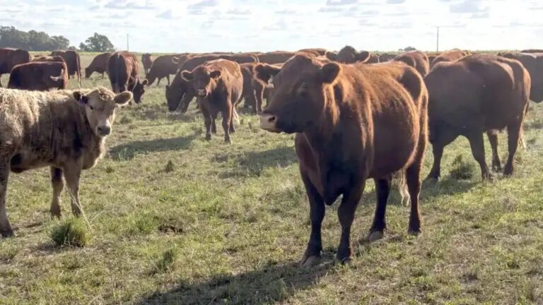 El mercado inmobiliario rural cayó en junio a pesar de la resistencia ganadera