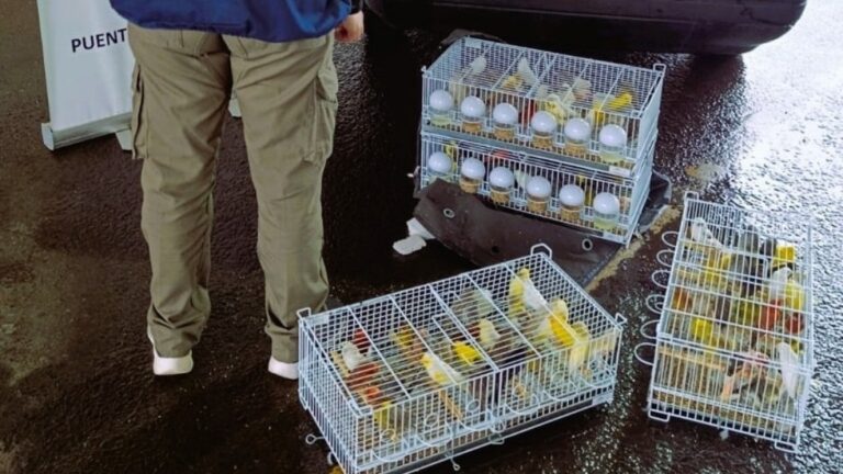 Es necesario presentar la autorización sanitaria, para el ingreso de aves a la Argentina